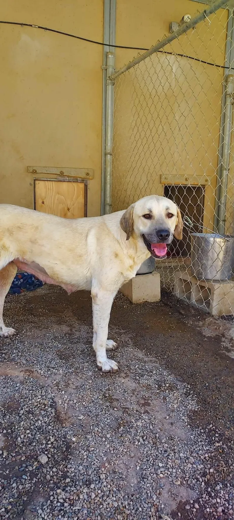 An adult extra large-sized female Labrador Retriever dog named Lainey for adoption in San Diego, CA
