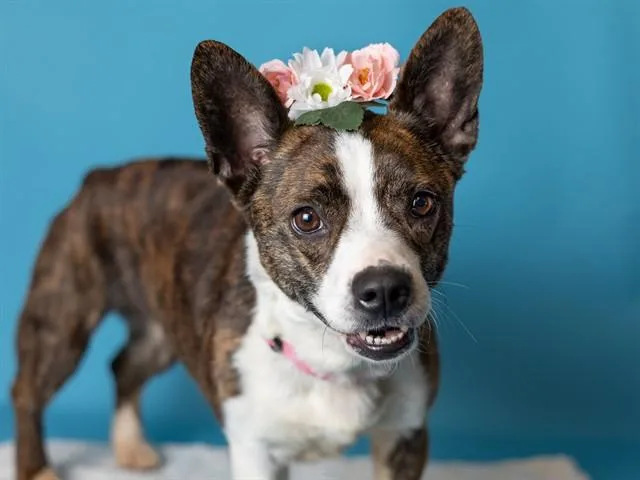 A young medium-sized female Cardigan Welsh Corgi dog named Aqua for adoption in Ames, IA