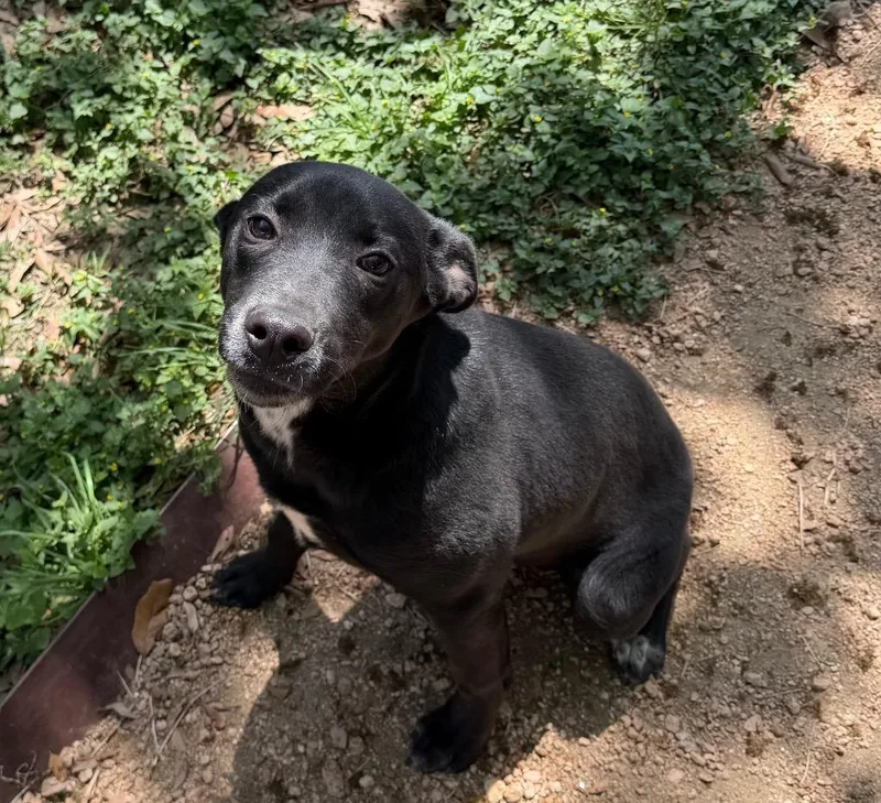 A baby medium-sized female Black Labrador Retriever dog named Ruth for adoption in Missouri City, TX