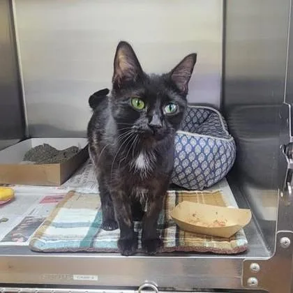 An adult medium-sized female Black Domestic Short Hair cat named Ebony for adoption in Phoenixville, PA