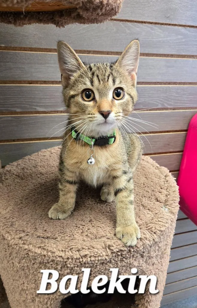 A baby small-sized male Domestic Short Hair cat named Balekin for adoption in Sidney, OH
