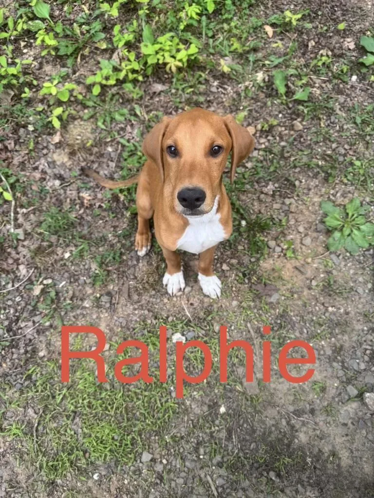 A baby medium-sized male Redbone Coonhound dog named Ralphie for adoption in Zimmerman, MN