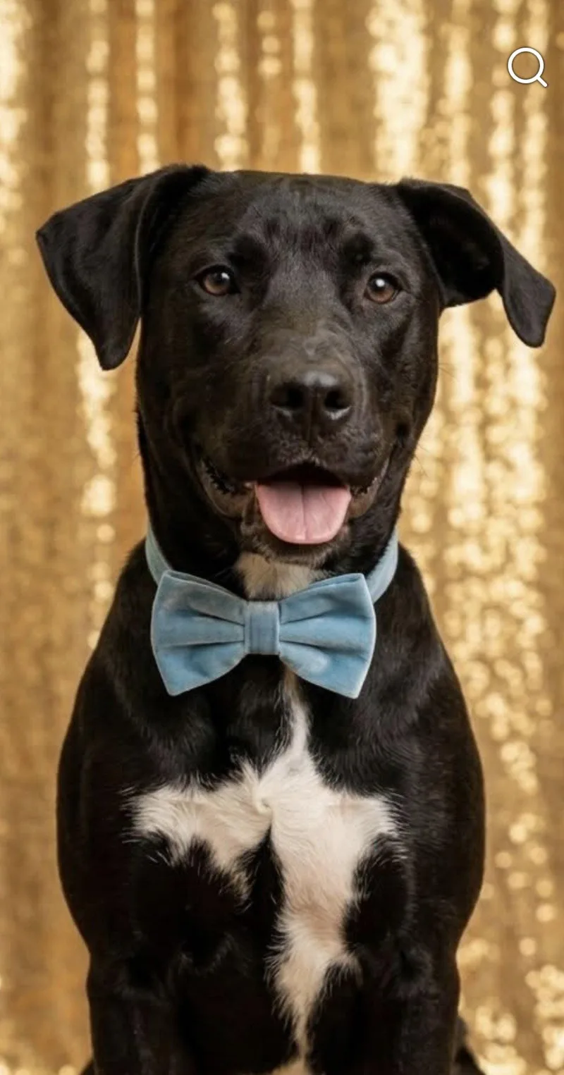 A young large-sized male Labrador Retriever dog named Dover for adoption in San Diego, CA