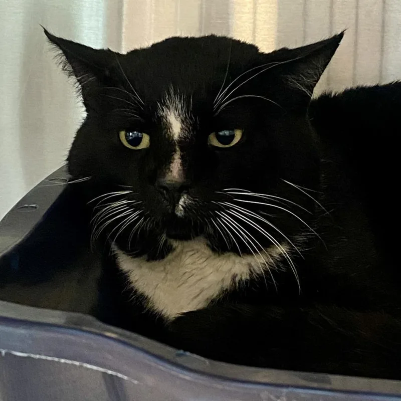 Jimmy John thumbnail 2