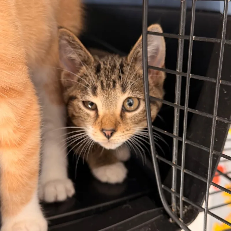 A baby small-sized male Domestic Short Hair cat named Arthur for adoption in Indianapolis, IN