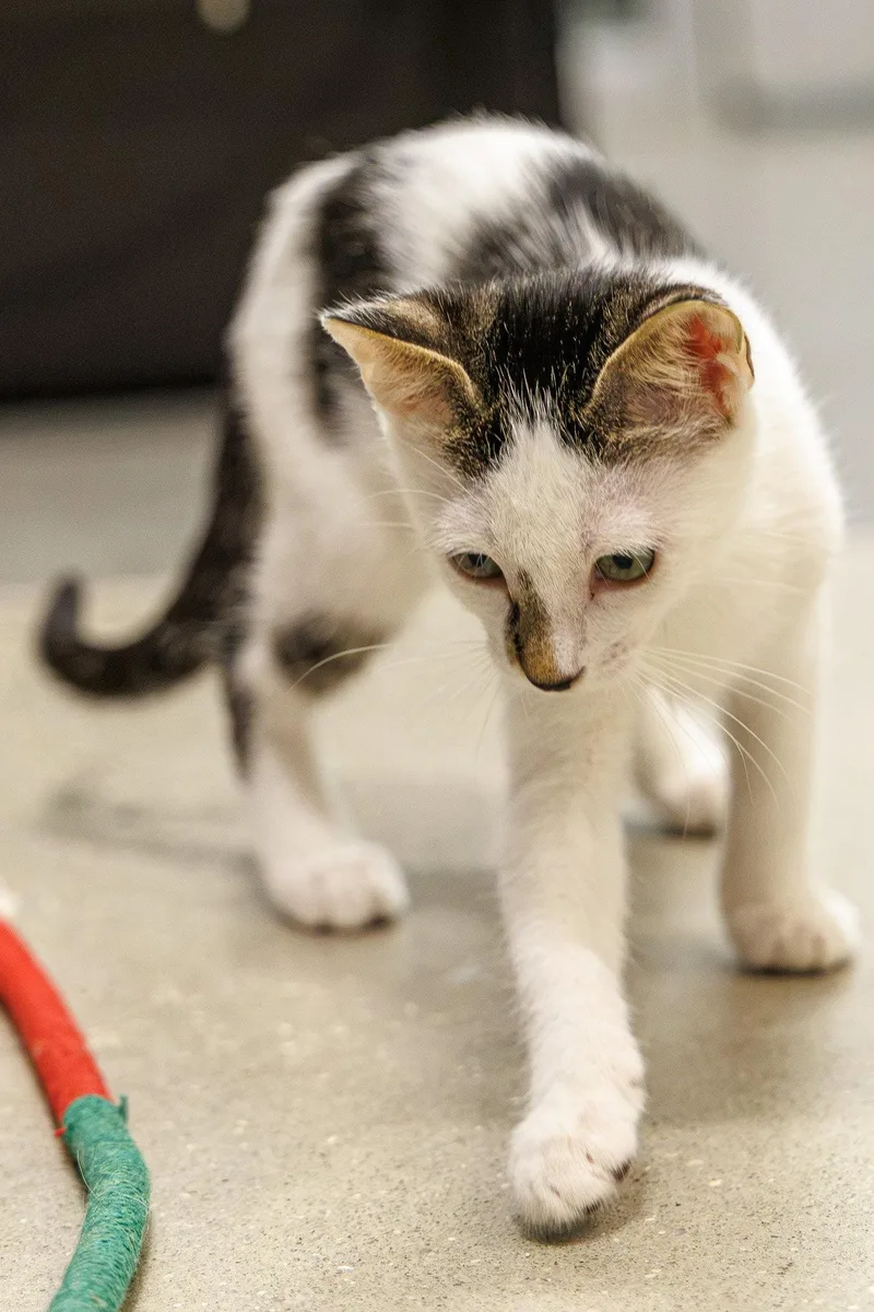 A baby medium-sized female Domestic Short Hair cat named Jazzie for adoption in St. Cloud, FL
