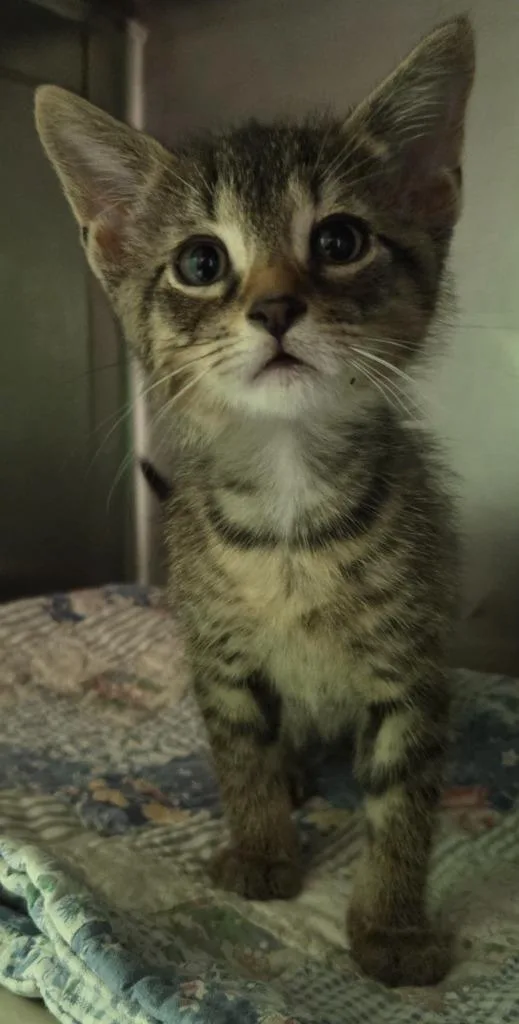 A baby medium-sized male Domestic Short Hair cat named Mac for adoption in Olean, NY
