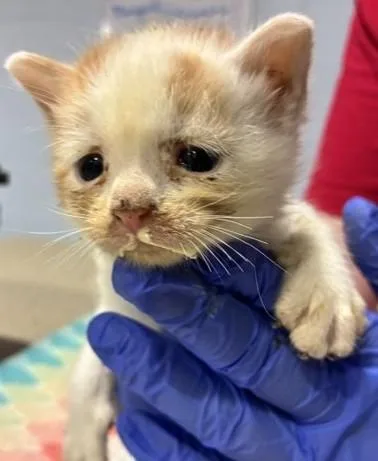 A baby small-sized male Domestic Short Hair cat named Simon for adoption in Cincinnati, OH