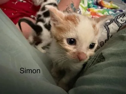 Simon thumbnail 2