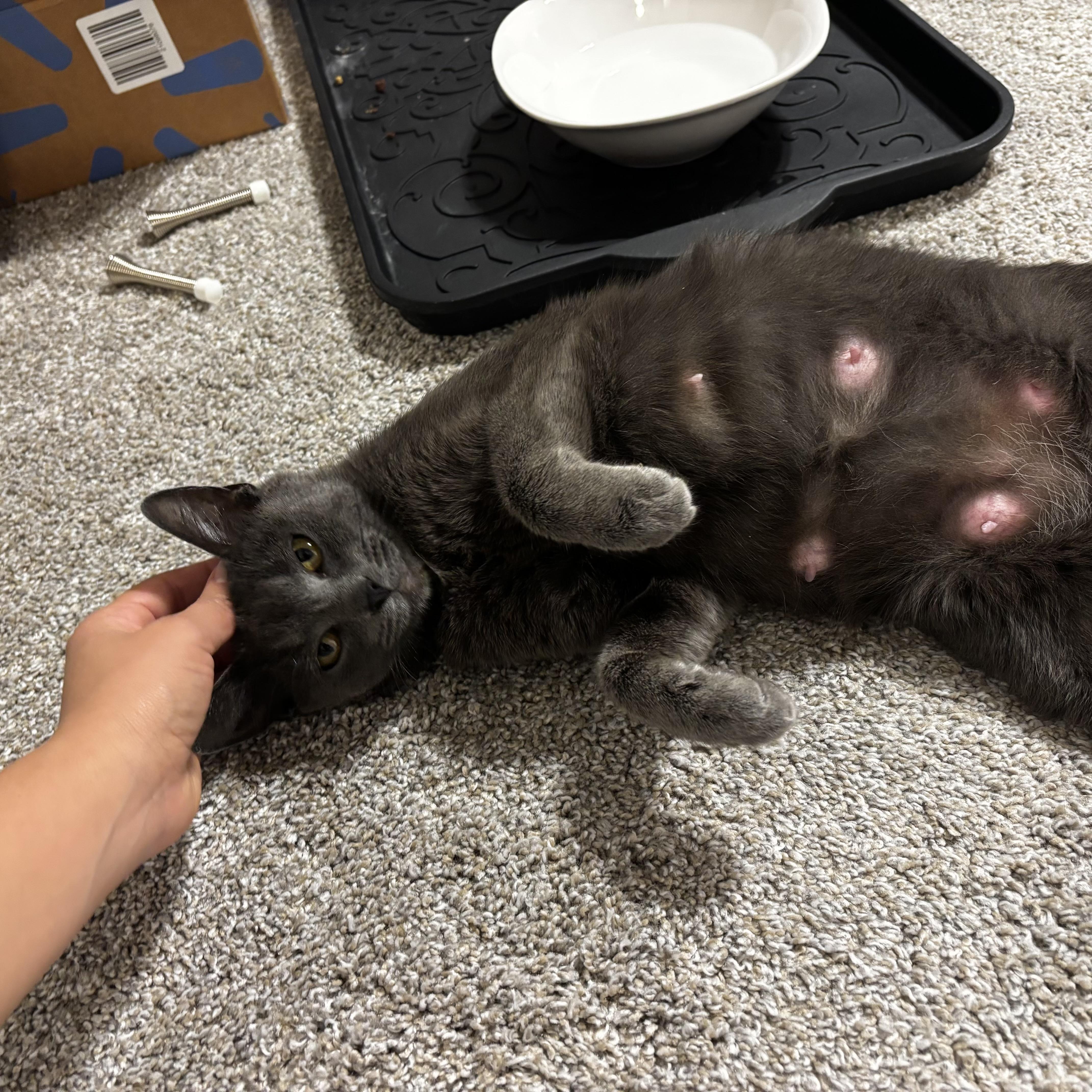 Queen Mushroom thumbnail 2