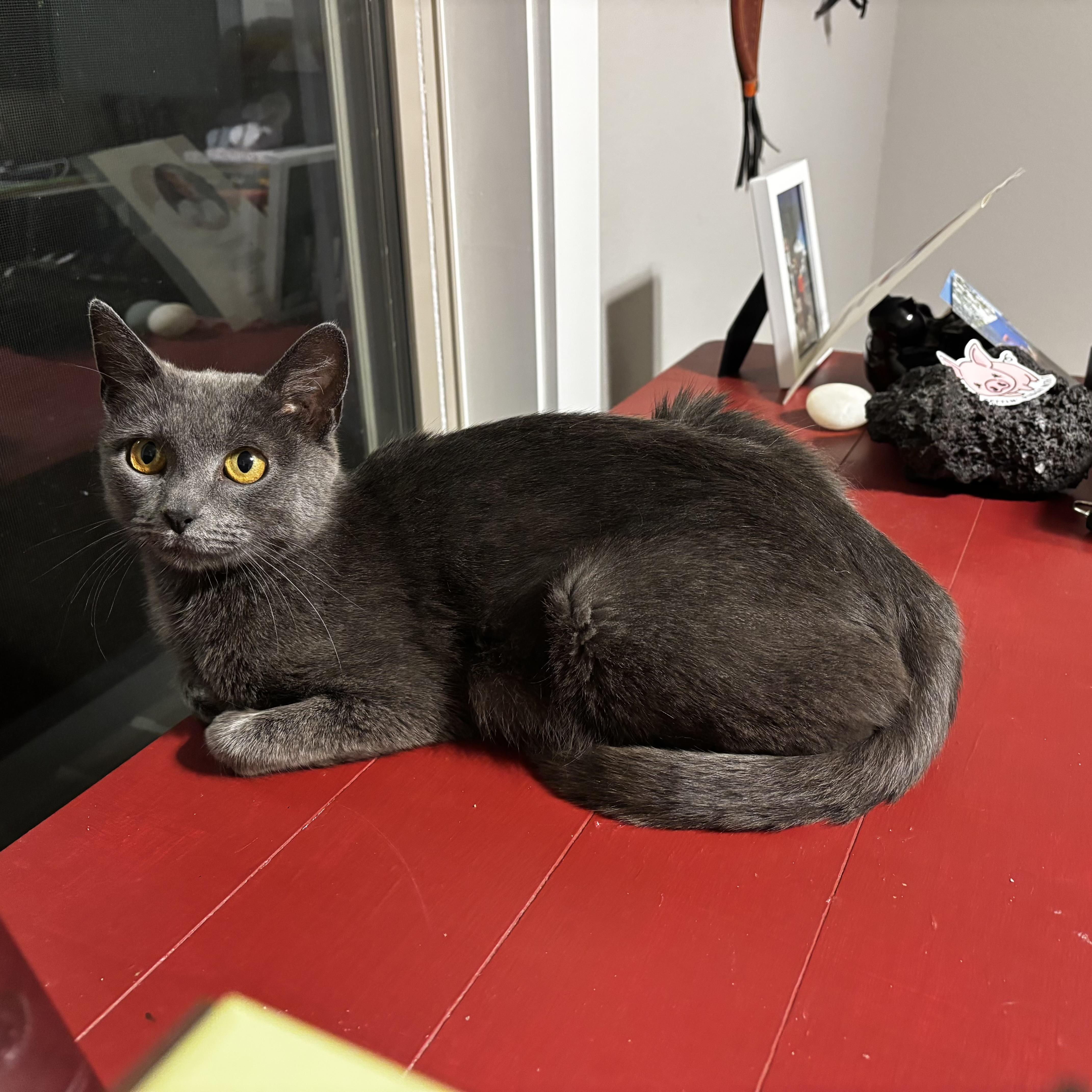 An adult medium-sized female Gray / Blue / Silver Russian Blue cat named Queen Mushroom for adoption in Bentonville, AR