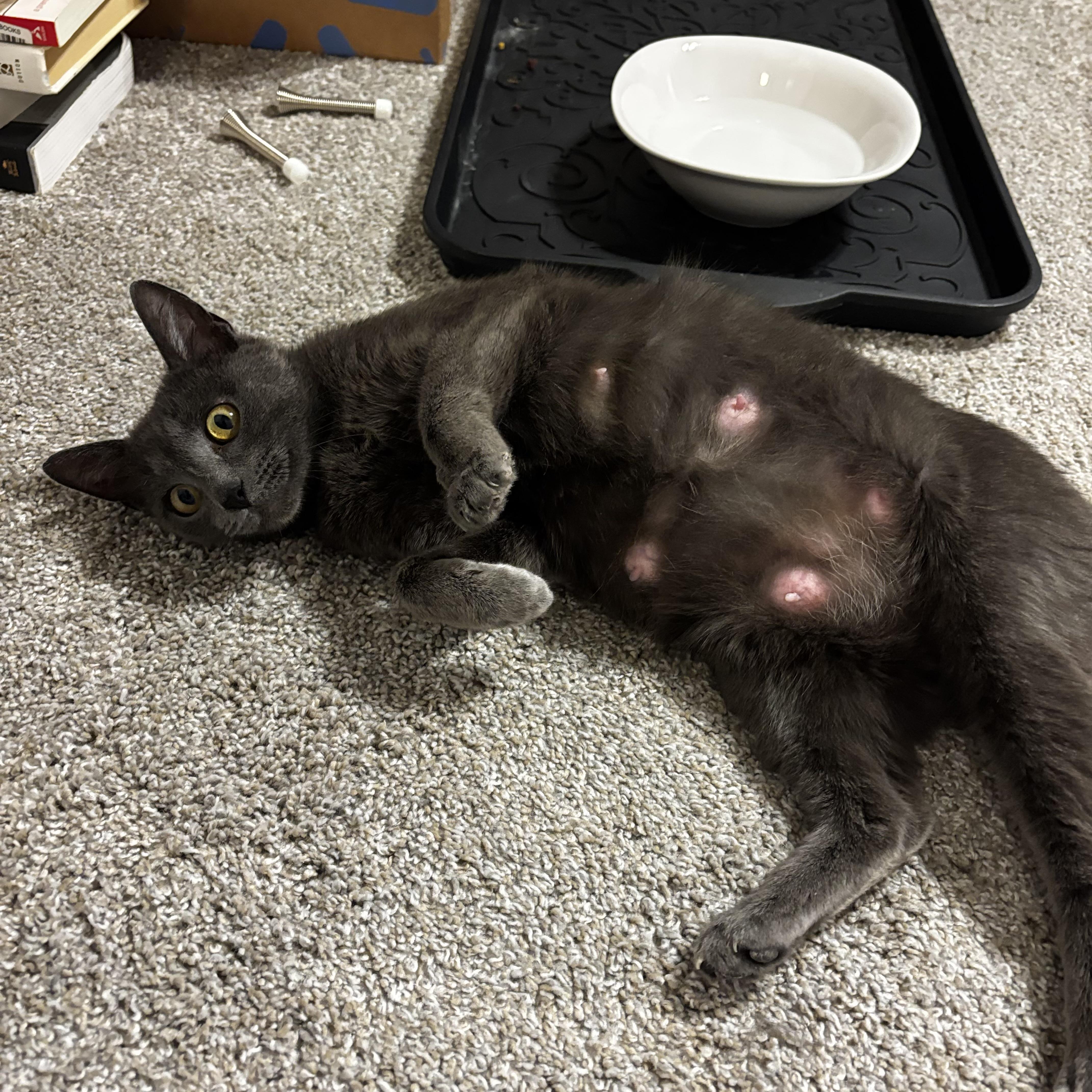 Queen Mushroom thumbnail 3