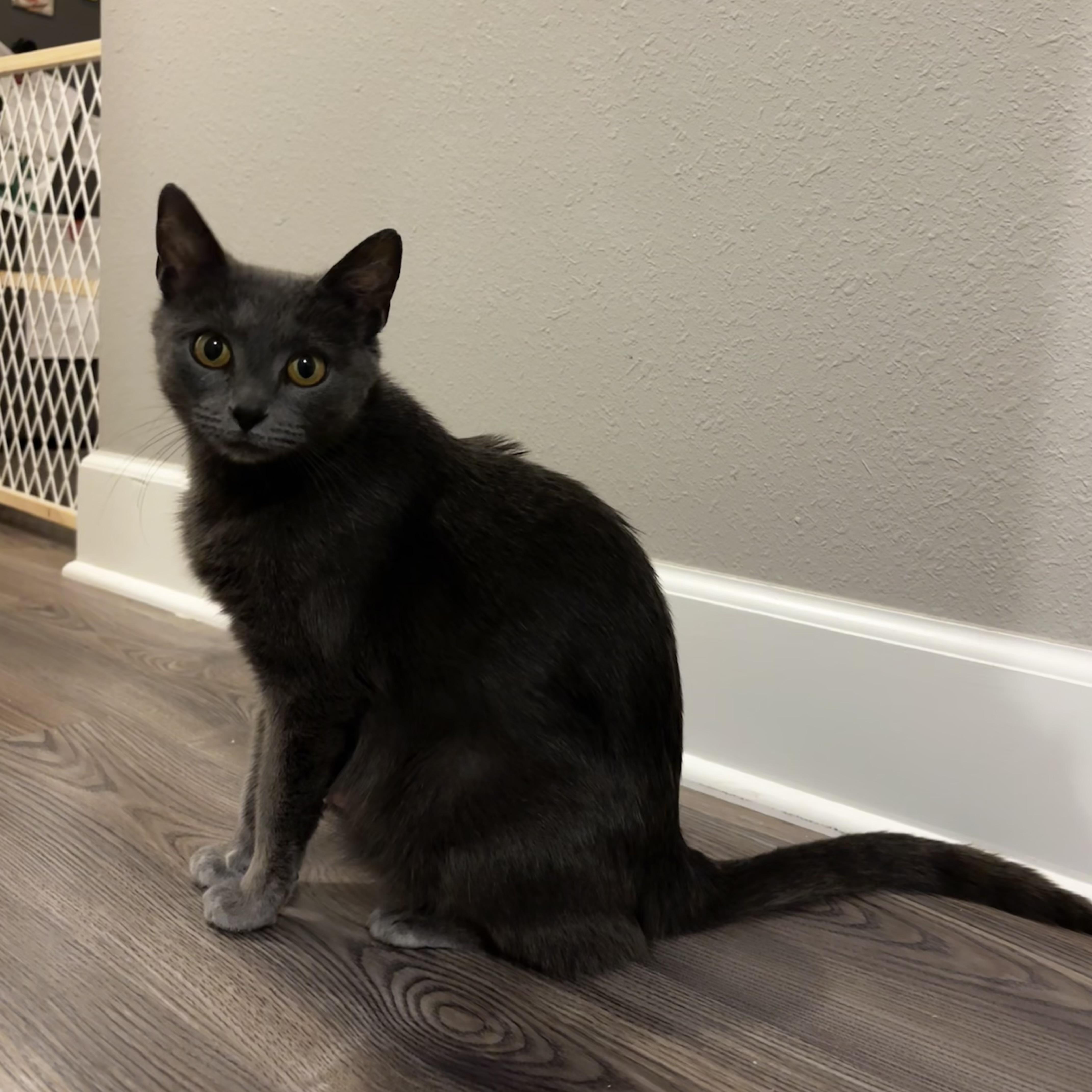 Queen Mushroom thumbnail 4