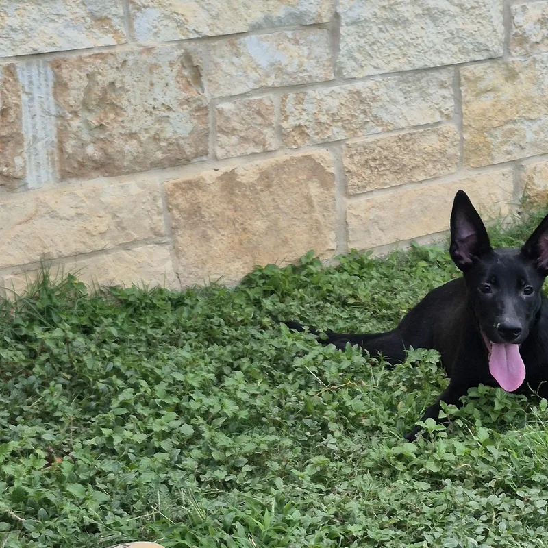 A young medium-sized female Shepherd dog named Rikku for adoption in Schertz, TX