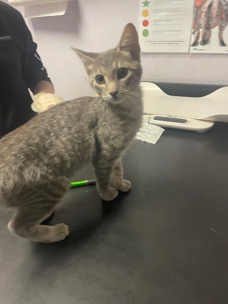 A baby small-sized male Domestic Short Hair cat named Rex for adoption in New Braunfels, TX