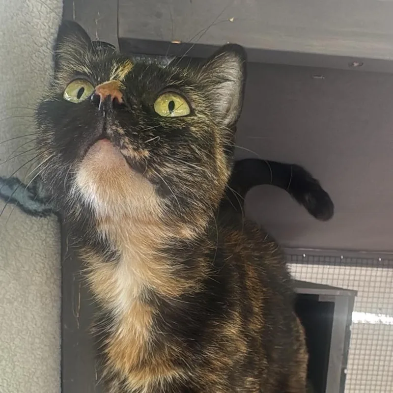 An adult small-sized female Tortoiseshell Domestic Short Hair cat named Gigi for adoption in Los Angeles, CA