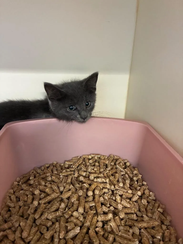 A baby medium-sized male Domestic Short Hair cat named Super Nova for adoption in Bloomington, IN