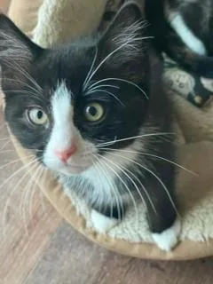 A baby medium-sized female Black & White / Tuxedo Tuxedo cat named Sylvie for adoption in Kenhorst, PA