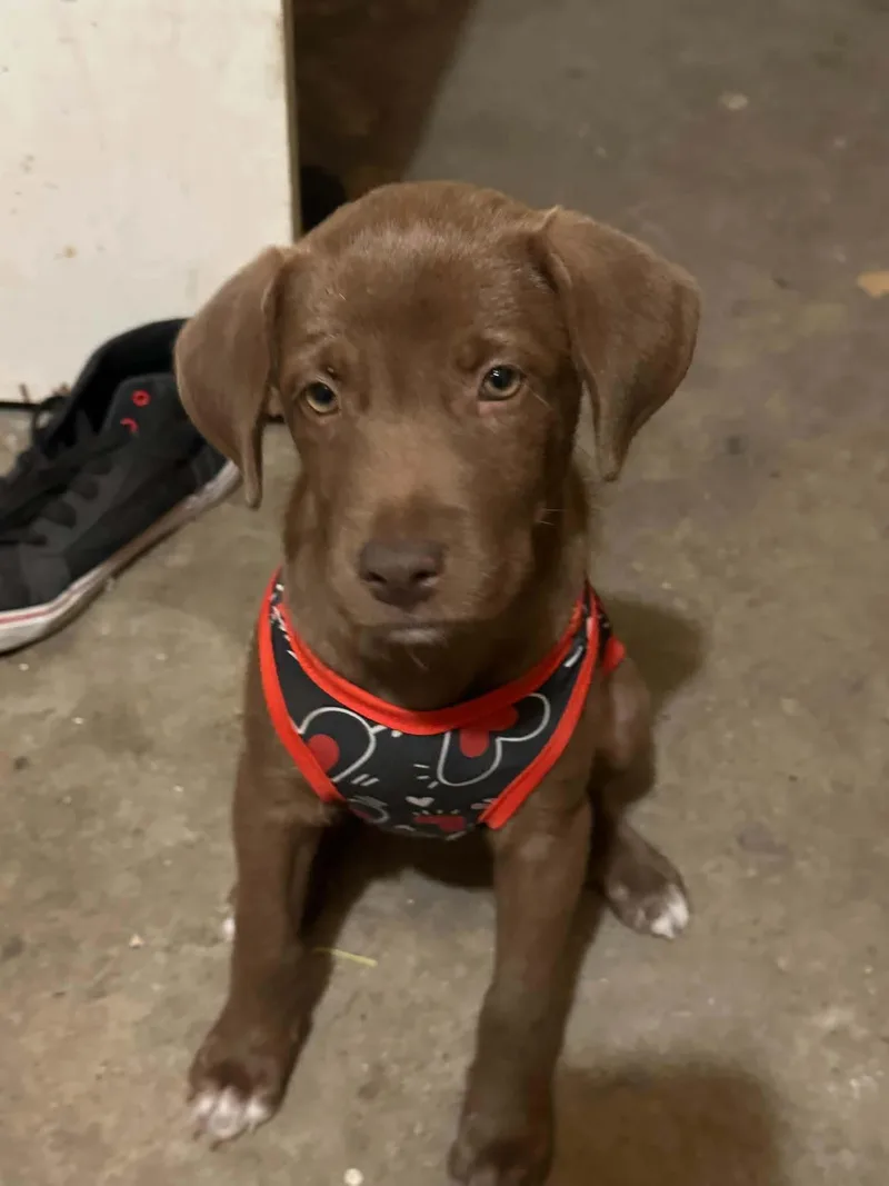 A baby medium-sized female Chocolate Labrador Retriever dog named Cabernet for adoption in Gainesville, VA