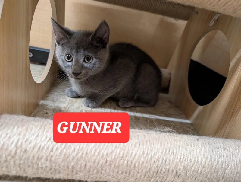 Gunner thumbnail 6