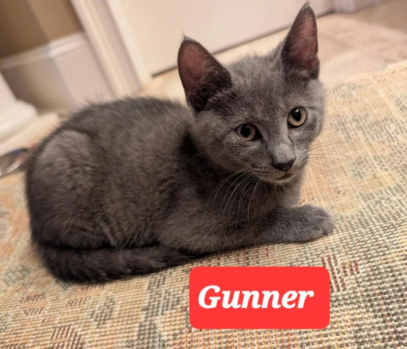 Gunner