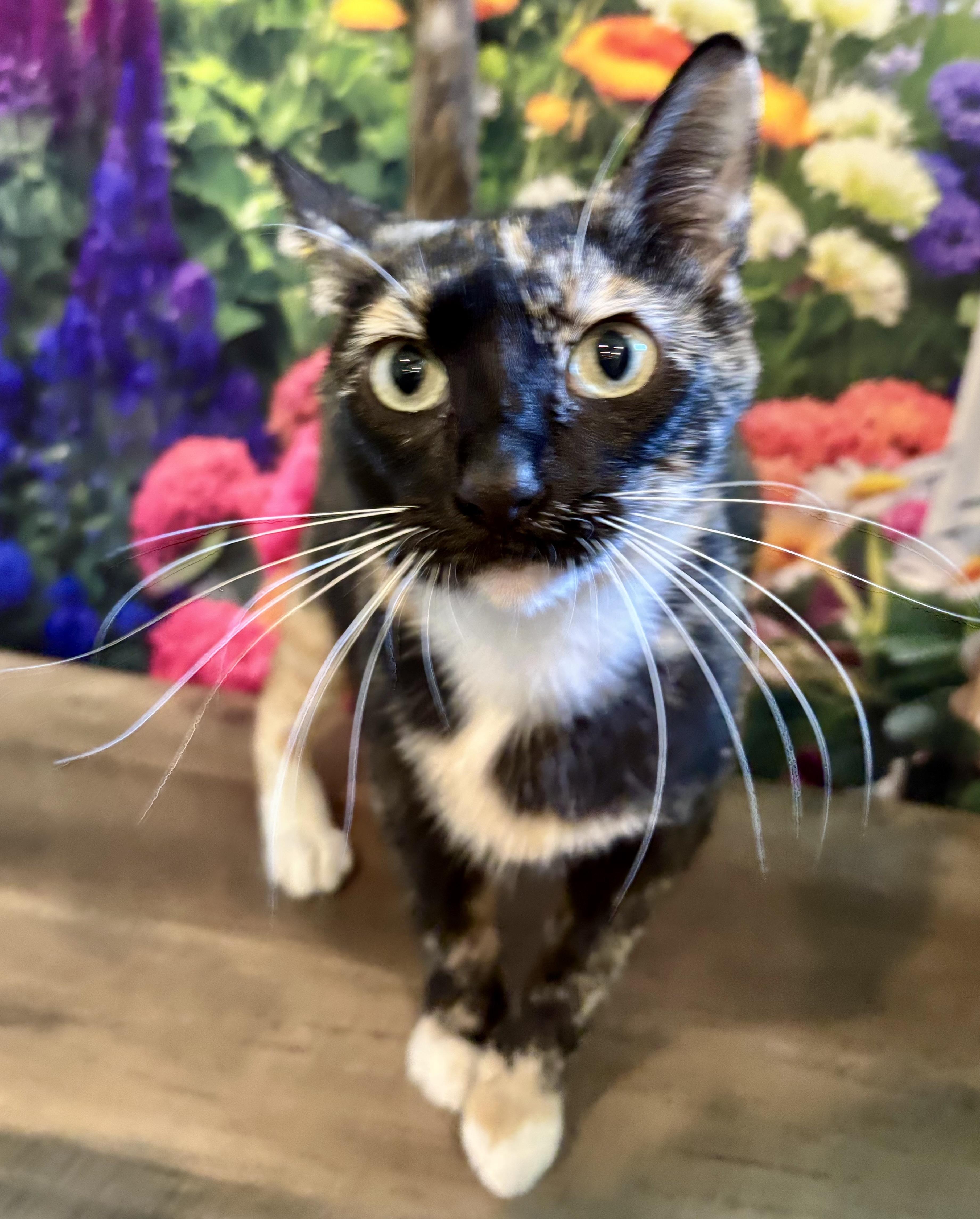 An adult medium-sized female Calico cat named Fromaggia for adoption in Cincinnati, OH