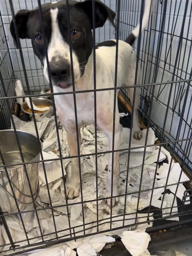 An adult medium-sized male English Pointer dog named Ferris for adoption in Greenwood, MS
