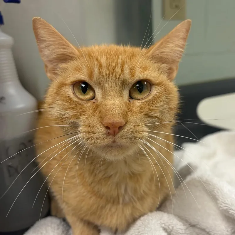 An adult medium-sized female Orange / Red Domestic Short Hair cat named Momma Peach for adoption in Waukesha, WI