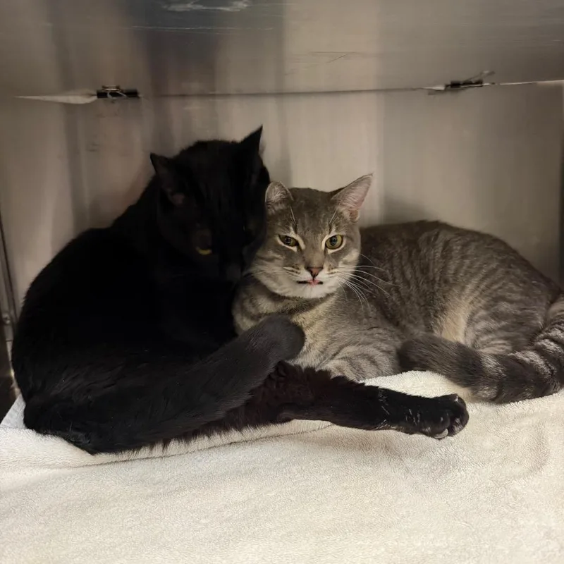 An adult medium-sized female Black Domestic Short Hair cat named Sunshine for adoption in Hamburg, NY