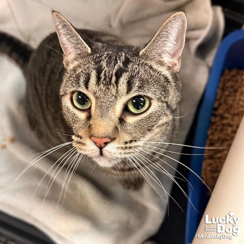 An adult large-sized male Domestic Short Hair cat named Ty for adoption in Washington, DC