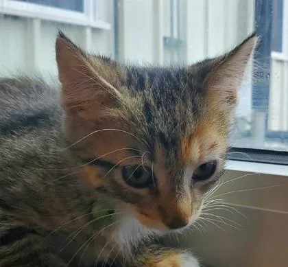 A young large-sized female Domestic Short Hair cat named Sunny for adoption in Kansas City, MO