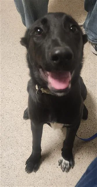 A baby medium-sized female Black Border Collie dog named Raven  URGENT for adoption in Thousand Oaks, CA