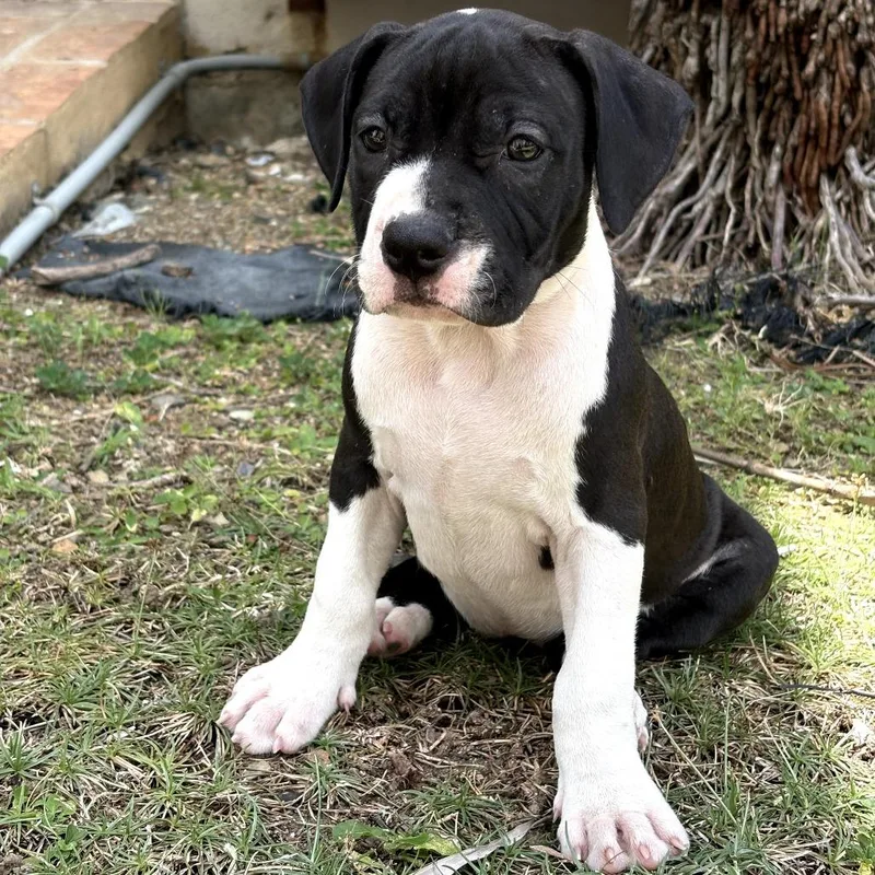 A baby small-sized female Black Mixed Breed dog named Ice Cream for adoption in Frederiksted, VI