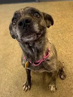 A young medium-sized female Mountain Cur dog named Gloria for adoption in Cleveland, OH