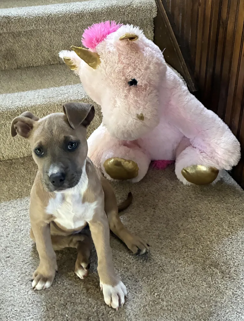 Piper