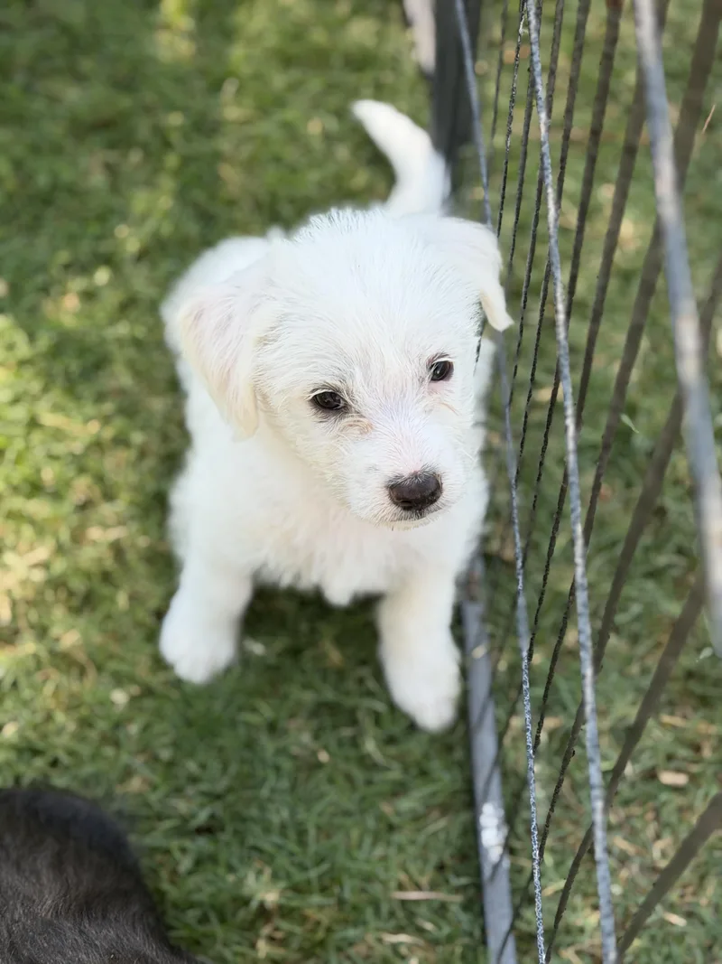 Maggie thumbnail 2