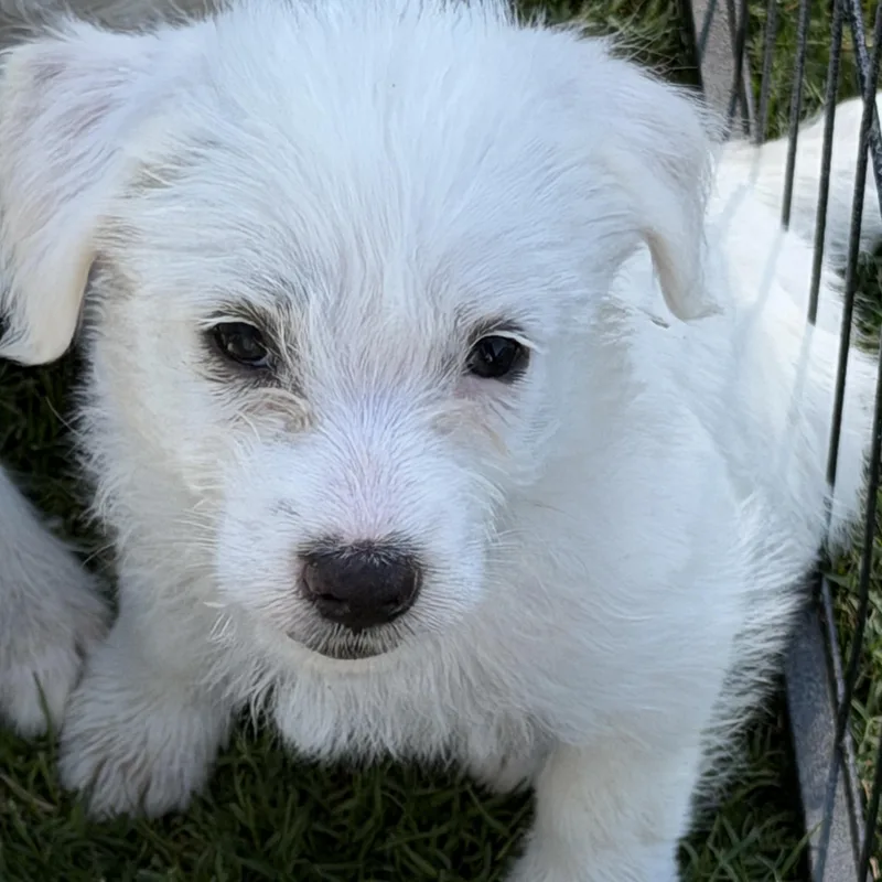 Maggie thumbnail 3