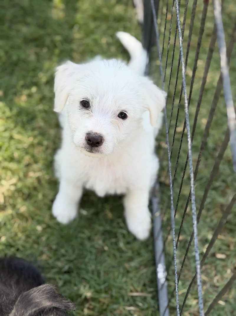 Maggie thumbnail 4