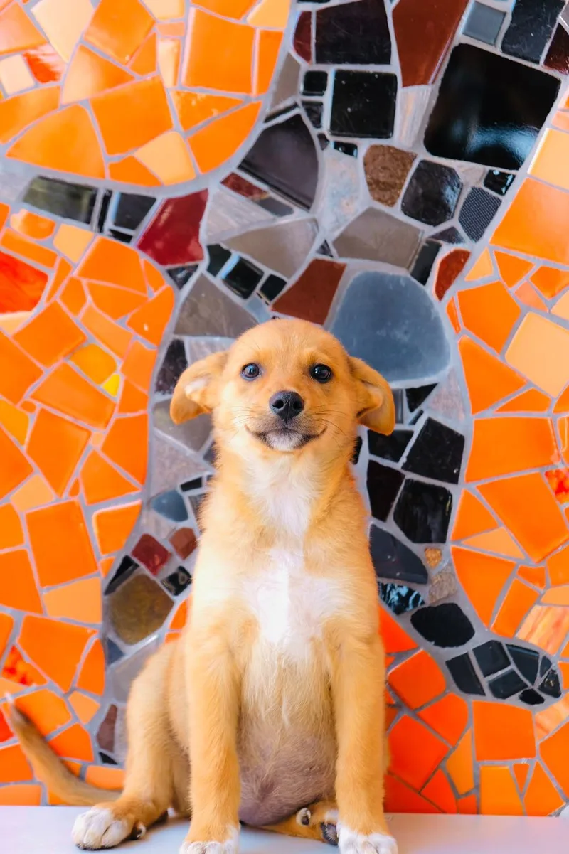 A baby medium-sized female Collie dog named Argentina Pup— Salta for adoption in San Diego, CA