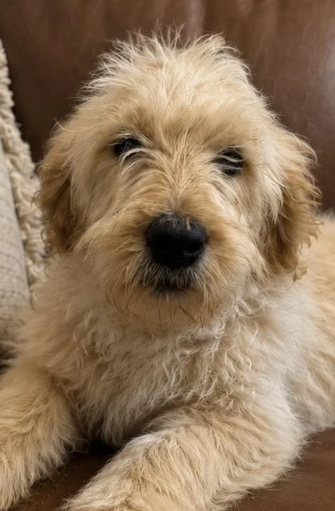A baby large-sized female Golden Goldendoodle dog named Malia for adoption in Cerritos, CA