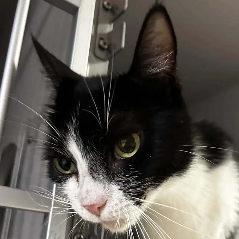 A young medium-sized female Black Domestic Short Hair cat named Bella for adoption in Leander, TX
