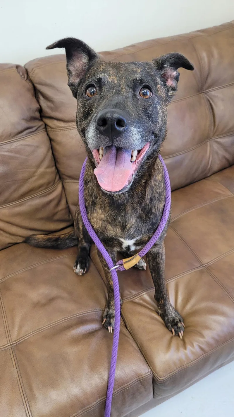 An adult large-sized female Dutch Shepherd dog named Evie for adoption in Mount Gilead, OH
