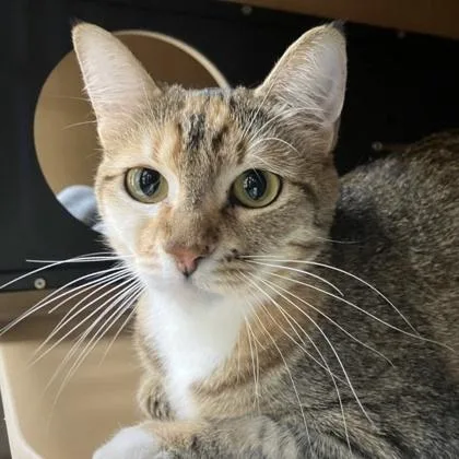 A young small-sized female Domestic Short Hair cat named Pookie for adoption in Burlington, WA