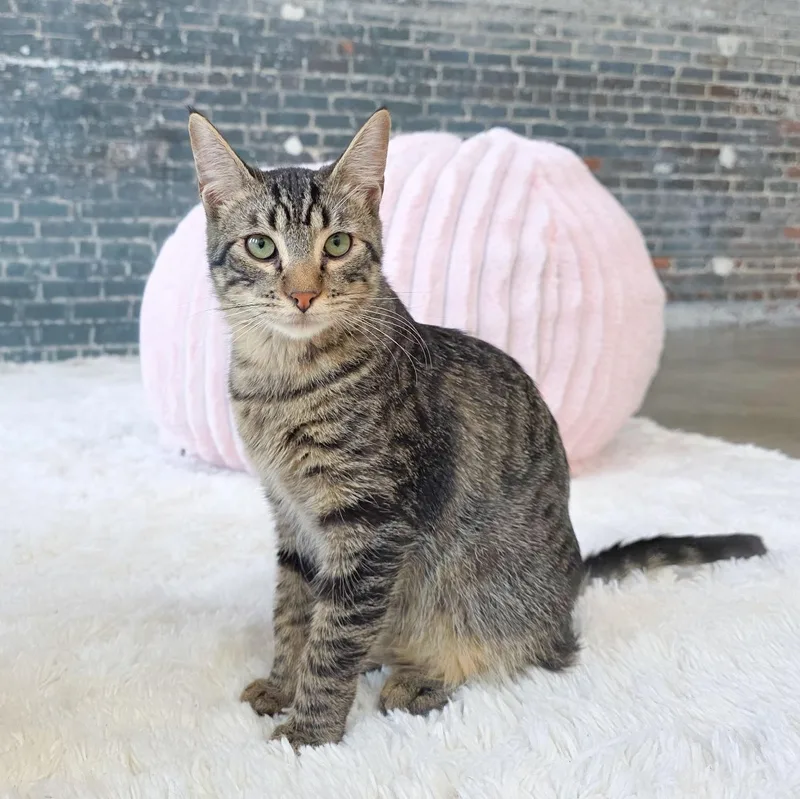 A young medium-sized male Tabby cat named Ena for adoption in New Orleans, LA