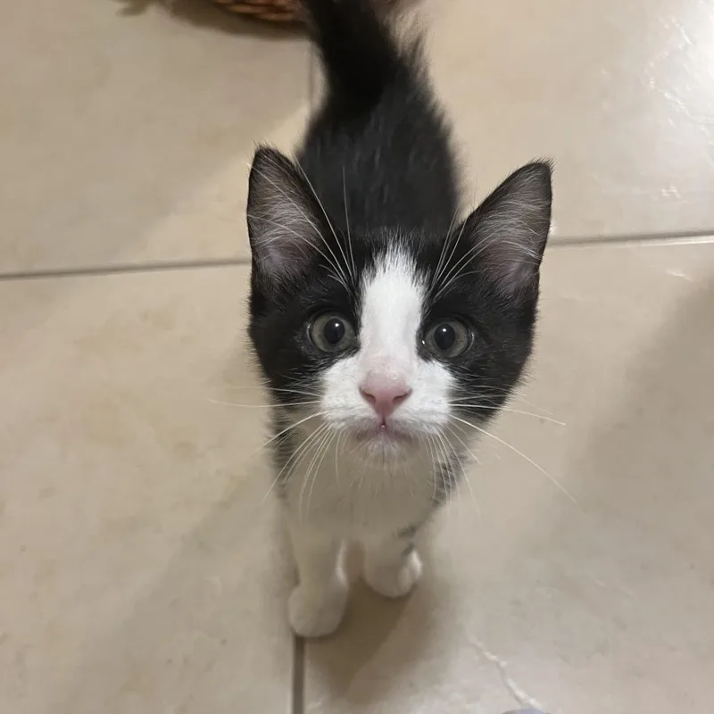 A baby small-sized male Black Domestic Short Hair cat named Scout for adoption in Houston, TX