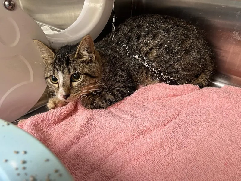 A young medium-sized female Domestic Short Hair cat named Tnr for adoption in Noble, OK