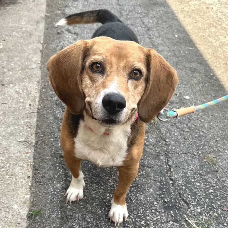 An adult medium-sized male Yellow / Tan / Blond / Fawn Beagle dog named Bieber K for adoption in Union, MO