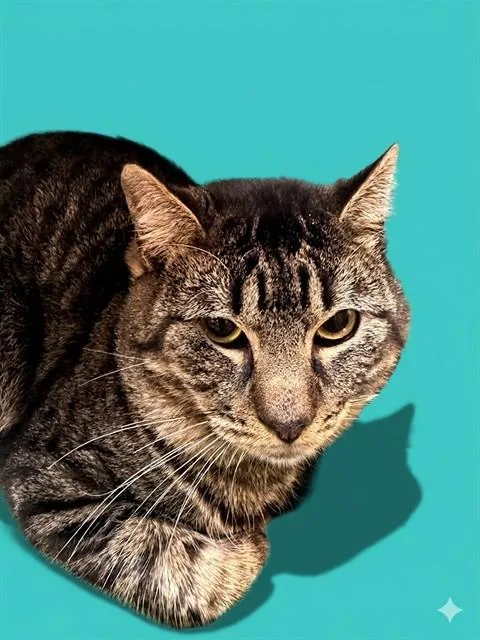 An adult large-sized male Domestic Short Hair cat named Igor for adoption in Jacksonville, FL