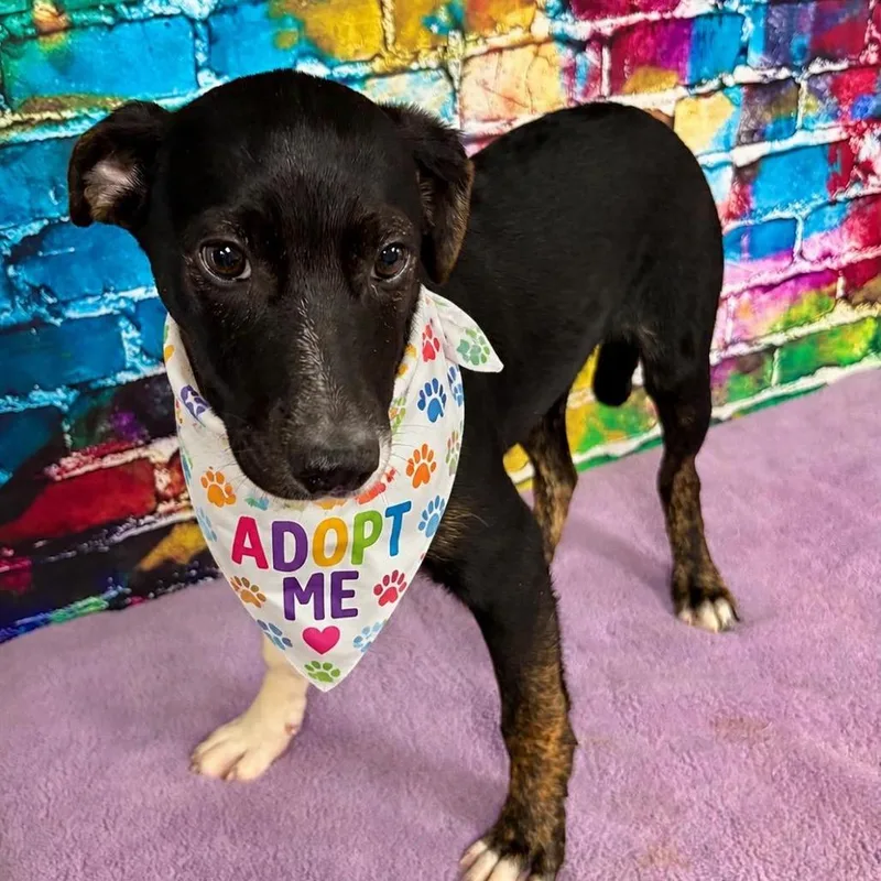 A baby medium-sized male Black Border Collie dog named Remy for adoption in Charlottesville, VA