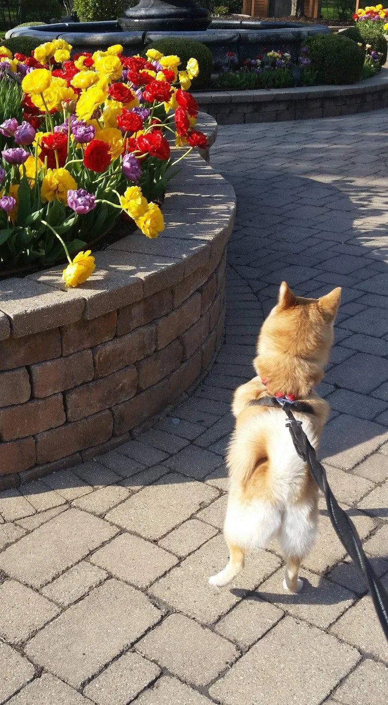 An adult small-sized female Pomeranian dog named Hazel for adoption in Wheaton, IL